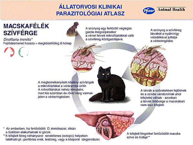 pics macskaszivfereg