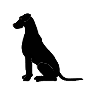 bigblackdogmirror
